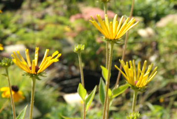 Rudbeckia subtomentosa 'Henry Eilers'Zonnehoed bestellen